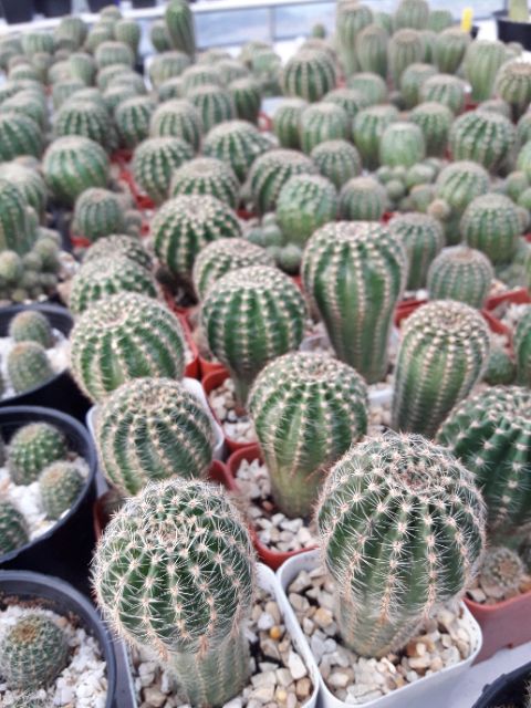 cake-cactus-farm-กระบองเพชร-echinopsis-hybrid-angle-อิชินอปดอกใหญ่สีชมพู