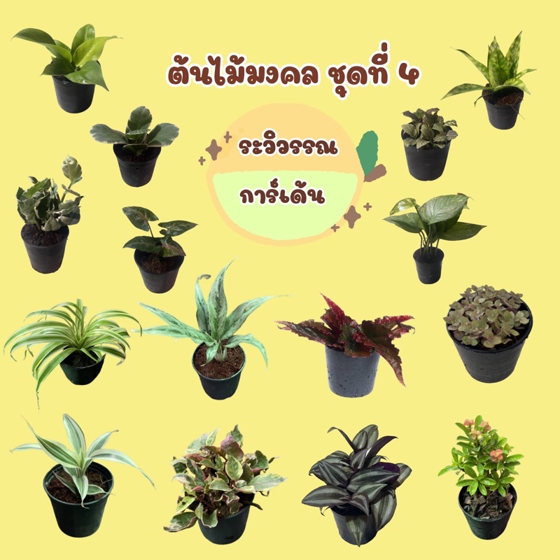 ภาพหน้าปกสินค้าต้นไม้มงคล ต้นไม้จิ้ว ต้นไม้ฟอกอากาศ (ซื้อ 5 แถม 1) จากร้าน raviwan_garden บน Shopee