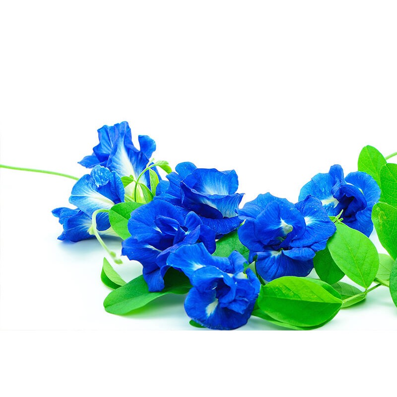 เมล็ดดอกอัญชันซ้อน-สีน้ำเงิน-ปลูกง่าย-โตเร็ว-สามารถปลูกได้ทุกฤดู
