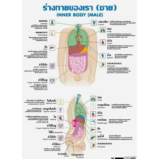 ร่างกายของเรา (ชาย) EQ-064 โปสเตอร์ภาพกระดาษหุ้มพลาสติก ขนาด 50*70 cm