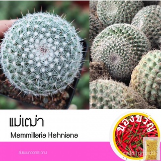 เมล็ดอวบอ้วน100%แคคตัส แมมแม่เฒ่า กระบองเพชร Mammillaria Hahniana ต้นไม้ กระบองเพชรเมล็ดพันธุ์MixGrassZinniaLycopersicon