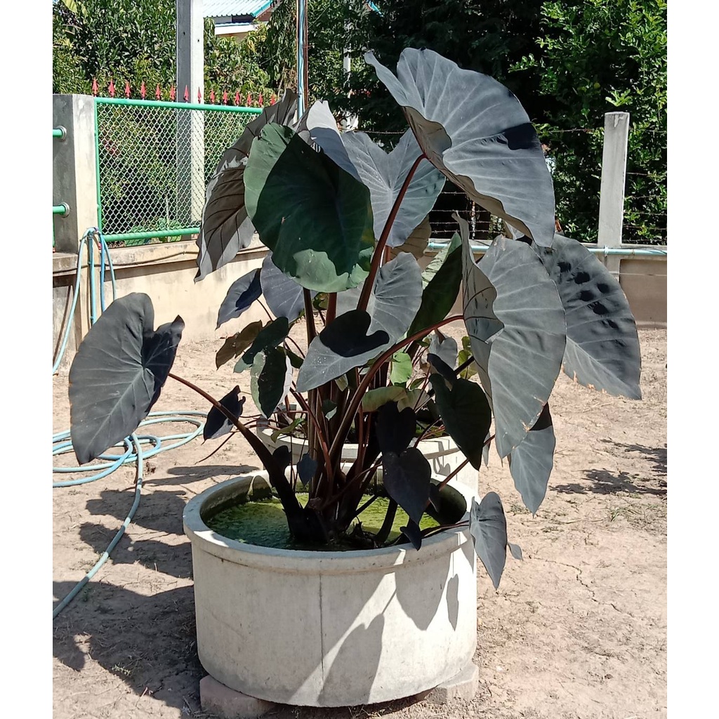 ภาพหน้าปกสินค้าบอนดำแบล็คเมจิก Colocasia Black Magic จากร้าน kafue_gaden บน Shopee