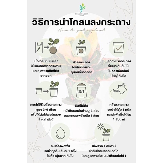 ต้นโกสนพันธุ์-บุศรินทร์-ไซส์เล็ก-กระถาง-5-สูง-15-20-เซนติเมตร-ซื้อ-10-แถม-1-จัดส่งแบบถอดกระถาง-รับประกันสินค้า