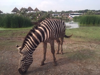 ภาพขนาดย่อของภาพหน้าปกสินค้าบัตรซาฟารีเวิลด์ Safari world บัตรเข้า2โซน ดูได้ทุกโชว์  &แยกวันเที่ยวได้ ️ ส่งด่วนทันที@safari ️VIPไม่มีวันหมดอายุ จากร้าน nassanan บน Shopee ภาพที่ 4