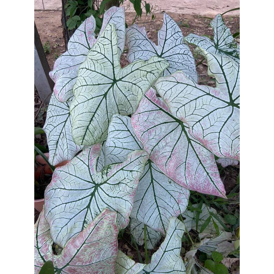 บอนสี-บอนอิเหนาอมชมพู-สีขาวอมชมพู-1-กระถาง-caladium-ปลูกแล้ว