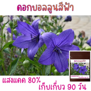 50 เมล็ด ดอกบอลลูนสีฟ้า Blue Balloon Flower (Platycodon grandiflorus)