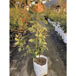 กุหลาบทอฟฟี่ ตัดดอกสีน้ำตาล /toffee rose | Shopee Thailand