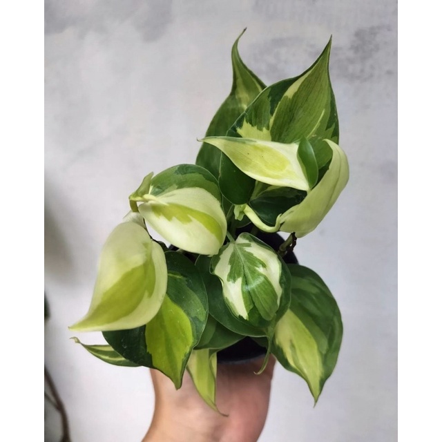 philodendron-cream-splash-บราซิล3สี-กระถาง-3