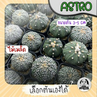 ต้นแอสโตร (เลือกต้นได้) ซูเปอร์เยอะ ( ต้นกระบองเพชร Astrophytum) ไม้เมล็ด Set G🌵ต้นแคคตัส❤️