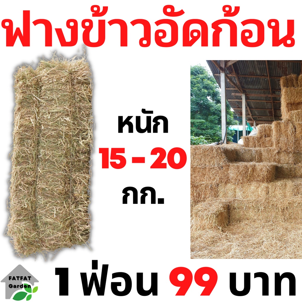 ฟางข้าวอัดก้อน-ฟาง-ฟางข้าว-หนักเฉลี่ย-15-20-กก-ส่งจากนครปฐม-ราคาหน้าสวน-สวนมาเอง-ไม่ชื้น-ไม่เก่า-ไม่ขึ้นรา