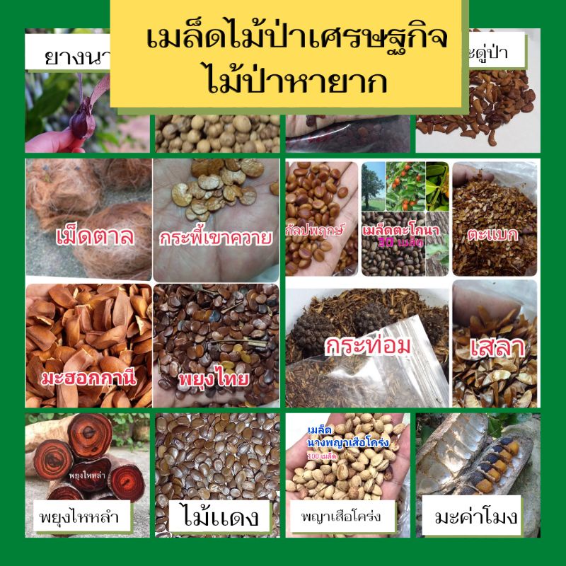 เมล็ดพันธุ์ไม้เศรษฐกิจ-ประดู่-สักทอง-พยุง-มะค่าโมง-ยางนา-พยุงไหหลํา-มะฮอกกานี-ไม้แดง-ชิงชัน-สาธร-มะเกลือ-ตะโก