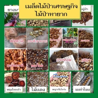 เมล็ดพันธุ์ไม้เศรษฐกิจ ประดู่ สักทอง พยุง มะค่าโมง ยางนา พยุงไหหลํา มะฮอกกานี ไม้แดง ชิงชัน สาธร มะเกลือ ตะโก