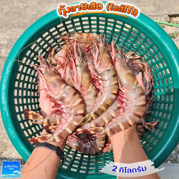 กุ้งลายเสือ-2-กิโล-เนื้อหวานแน่นสุด-ๆ-ไซส์-m