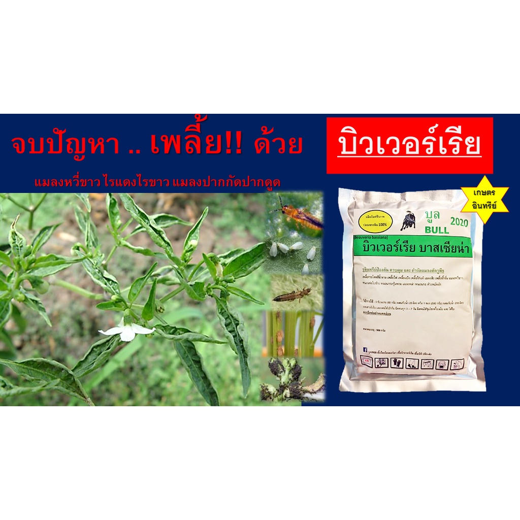 บูลบิวเวอร์เรีย-500g-เชื้อบิวเวอร์เรีย-ชีวภัณฑ์ป้องกัน-กำจัดแมลงศัตรูพืช-เพลี้ยทุกชนิด-ไรแดงไรขาว-แมลงหวี่ขาว