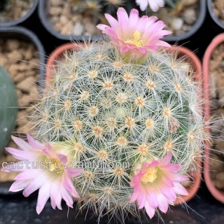 แมมเม็ดพริกดอกชมพู (Mammillaria prolifera)