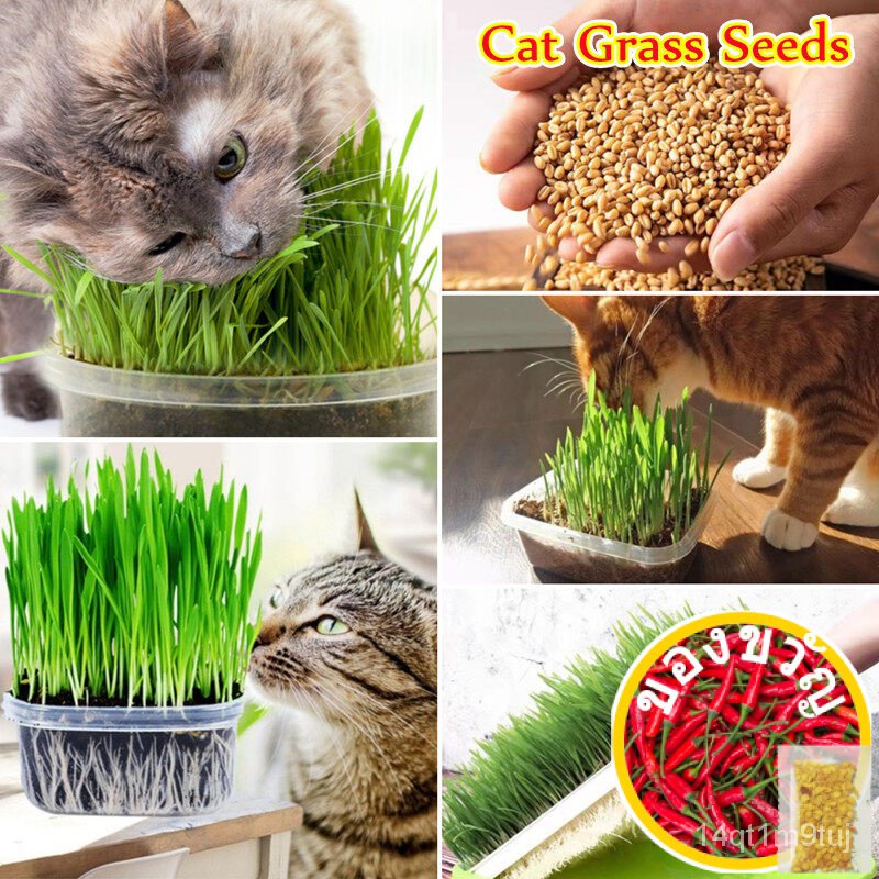 งอกสูง-เมล็ดแมวธรรมชาติ100-สำหรับปลูก-50เมล็ด-green-digestive-cat-seeds-foliage-plant-seeds-wheat-zggn