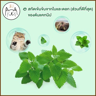 ภาพขนาดย่อของภาพหน้าปกสินค้าKUMAま ผงแคทนิป แคทนิปกัญชาแมว Catnip กัญชาแมว หอมสดใหม่ สมุนไพรแมว แคทนิปออร์แกนิค ให้เหมียวผ่อนคลาย อารมณ์ดี จากร้าน kuma_mall บน Shopee