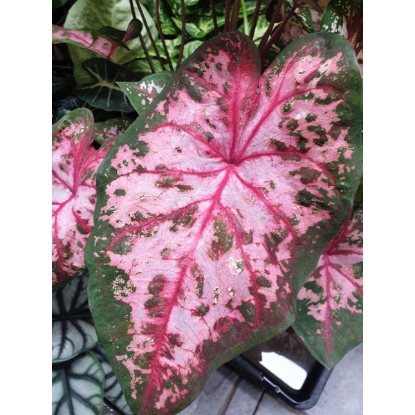 caladium-carolryn-whorton-บอนสี