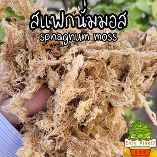 สแฟกนั่มมอส spagmoss แบ่งขาย ขนาด 100 กรัม เส้นใยสวย สะอาด กล้วยไม้ โฮย่า เดฟ เฟิร์น สวนขวด มาใหม่ ส่งจาก กทม