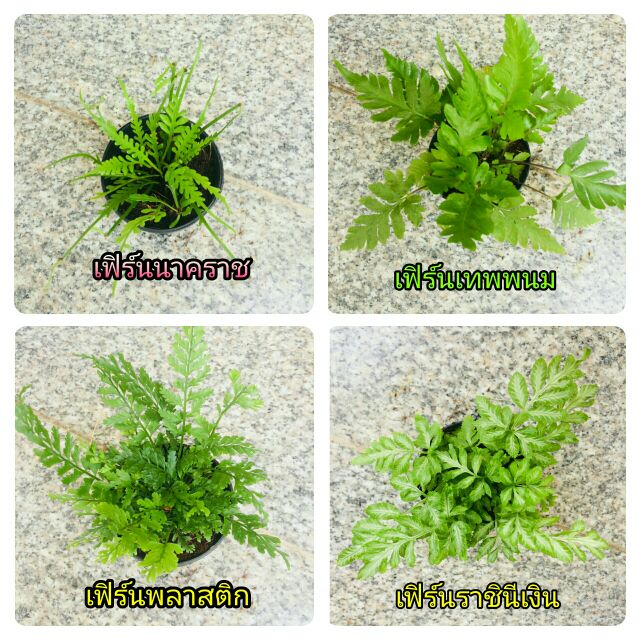 ddplants-ต้นไม้จิ๋ว-ต้นไม้มงคล-1เซต-12-ต้น-ราคาถูก