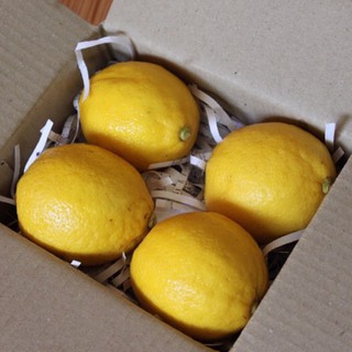 ภาพหน้าปกสินค้าlemon 1 kg เลมอนยูเรก้า มะนาวเหลือง มะนาวฝรั่ง ใหม่สดของเข้าทุกวัน เกรดส่ง โรงแรมจ้า 🍋 ที่เกี่ยวข้อง