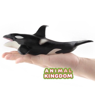 Animal Kingdom - โมเดลสัตว์ ปลาวาฬเพชฌฆาต AA ขนาด 20.00 CM (จากสงขลา)