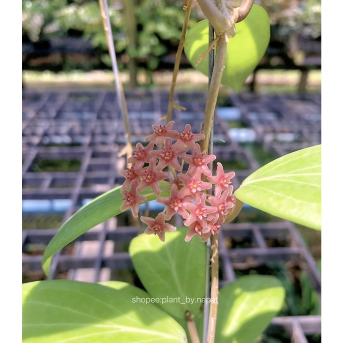 hoya sp. philippines (pw 1307-03) | Shopee Thailand