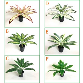 ต้นว่านมงคล เสมือนจริง สูง 40 ซม. #ต้นไม้ปลอมตกแต่งบ้าน Leeartplants