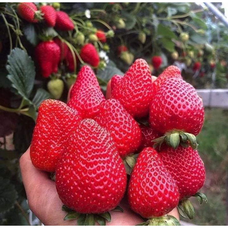 ภาพสินค้าเมล็ดพันธุ์ สตรอว์เบอร์รี่ ไจแอนท์ 10 เมล็ด Strawberry Giant Seeds เมล็ดพันธุ์แท้นำเขข้าจากต่างประเทศ จากร้าน moon_seeds บน Shopee ภาพที่ 3