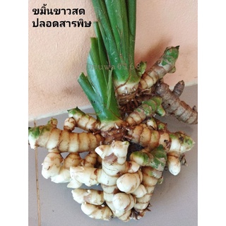 #ขมิ้นขาวสดปลอดสาร##