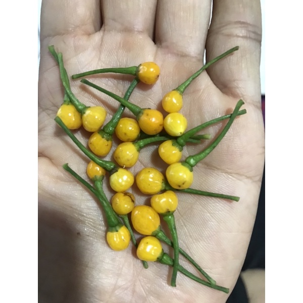 aji-charapita-พริกแพงที่สุดในโลก-กิโลละ900-000บาท-เมล็ดพันธ์opจำนวน20เมล็ด