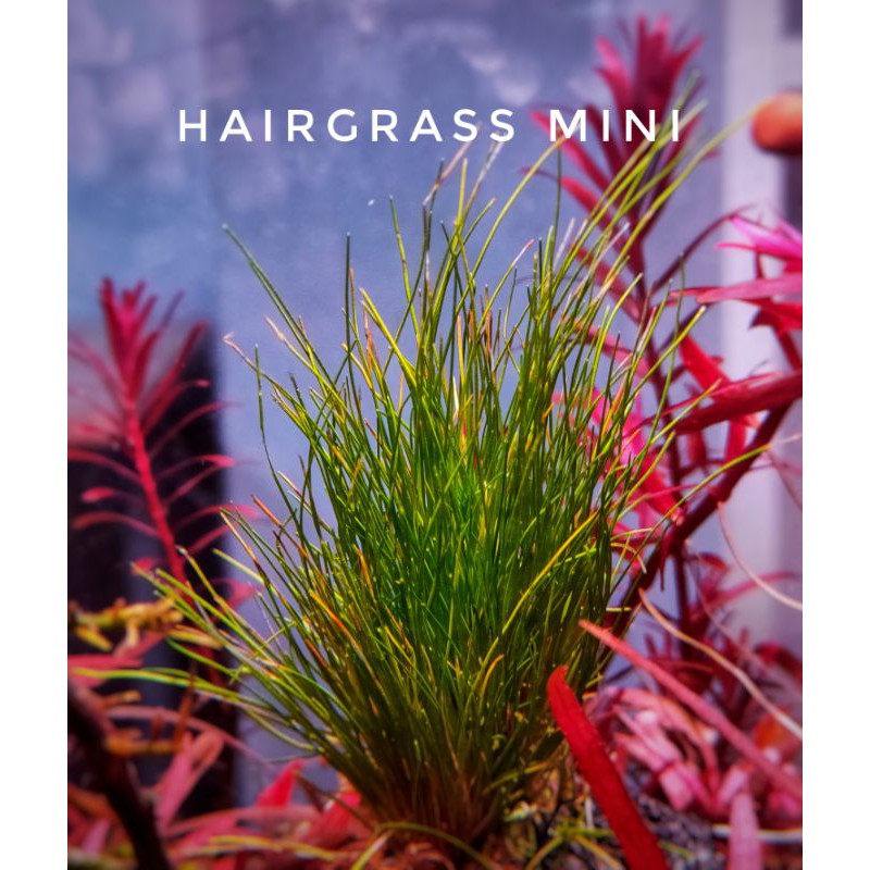 Hairgrass mini ใบน้ำแล้วมีรากพร้อมลงปลูก | Shopee Thailand
