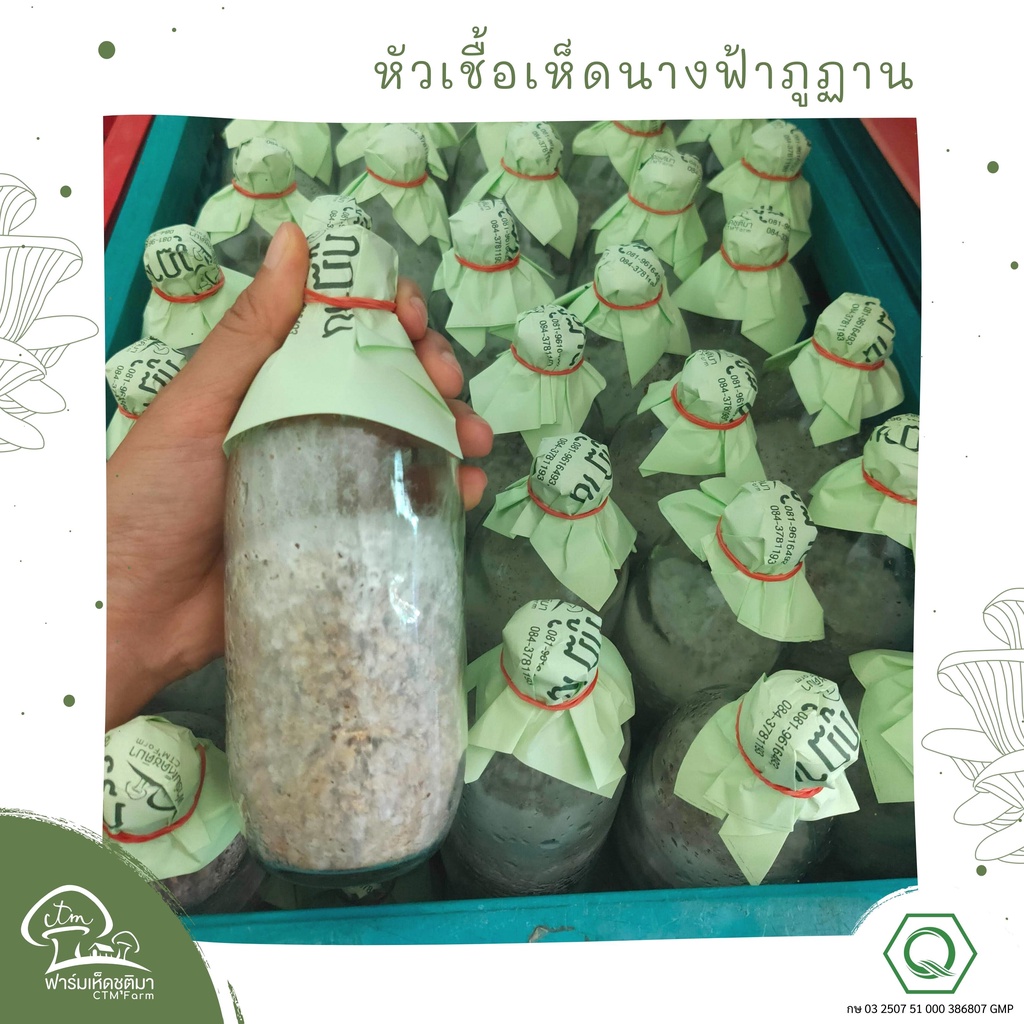 หัวเชื้อเห็ดนางฟ้าภูฏาน-ชุด6ขวด-เห็ดนางฟ้าภูฐาน-สำหรับคนทำฟาร์มเห็ด-เพื่อหยอดลงก้อนเห็ด-หรือฟางข้าว