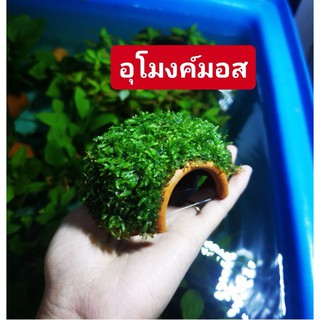 สินค้า สร้างความเป็นธรรมชาติให้ตู้ แต่งตู้ปลา