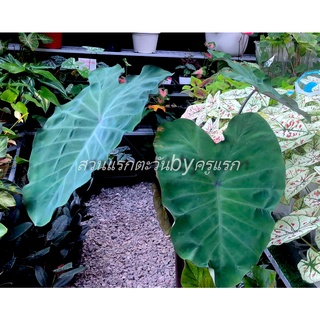 COLOCASIA CROCODILE LEATHER สวยน่าสะสม จัดส่งแบบล้างรากตัดใบ