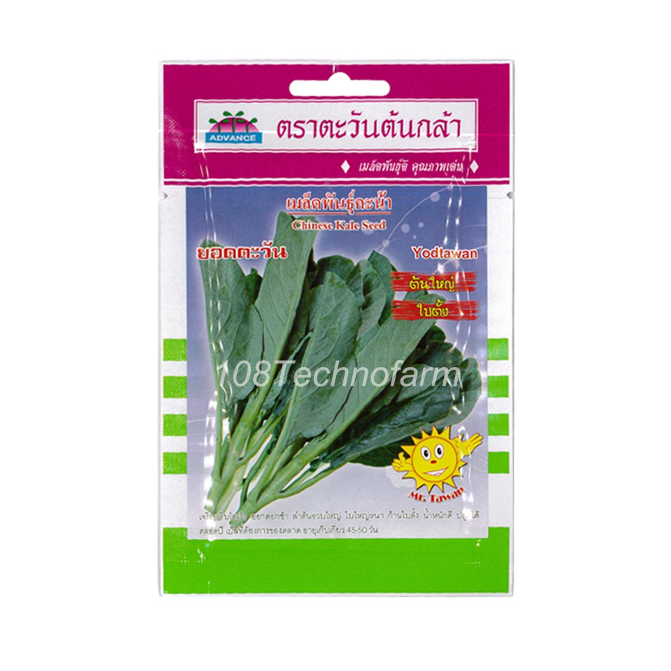 เมล็ดพันธุ์-คะน้า-ยอดตะวัน-ตราตะวันต้นกล้า