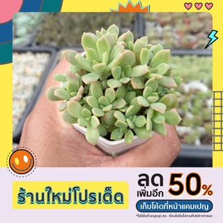 Sedeveria maialen/กุหลาบหินไม้วางใบ/ช่อแน่นๆ /ไม้อวบน้ำ กระถางสองนิ้ว ส่งพร้อมกระถาง