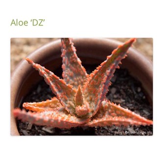 ภาพหน้าปกสินค้าAloe \'DZ\' ว่านหางจรเข้สีสันสดใส พร้อมส่ง ซึ่งคุณอาจชอบราคาและรีวิวของสินค้านี้