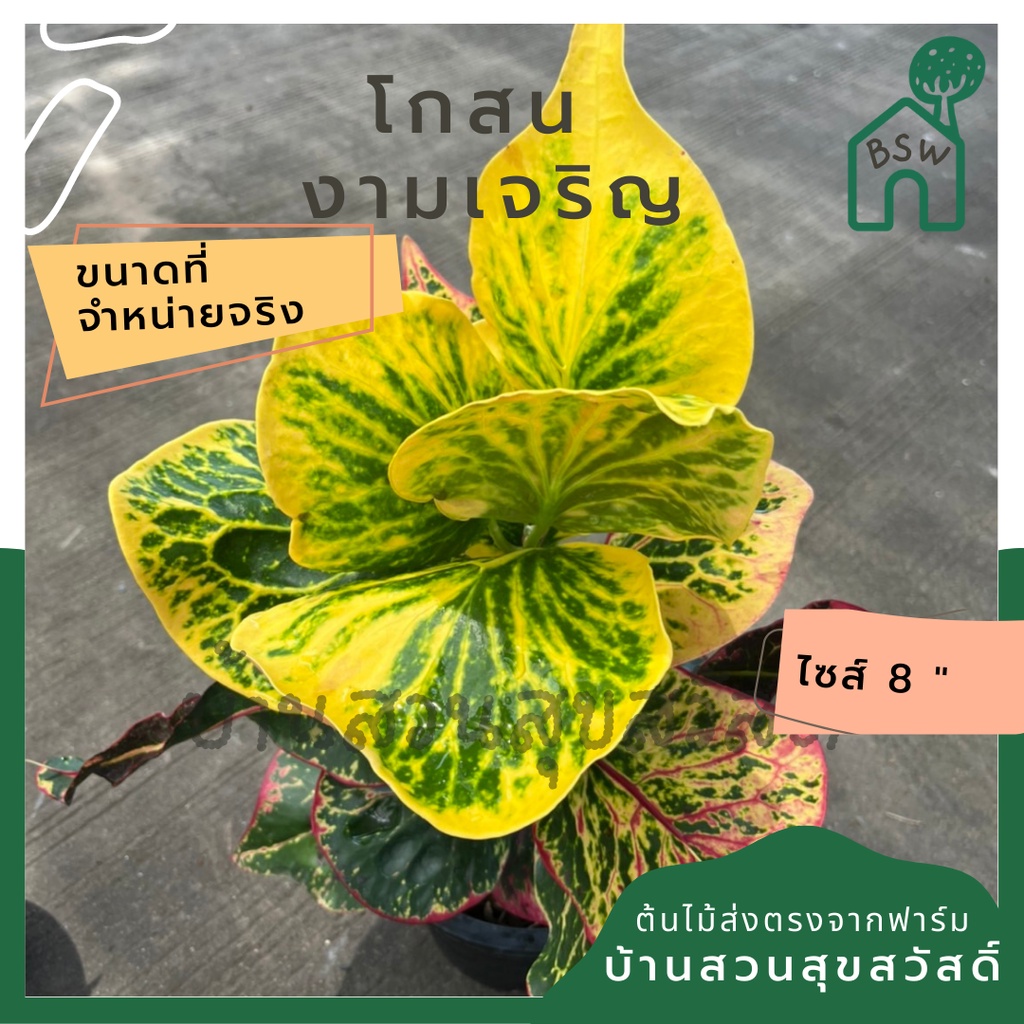 โกสน-งามเจริญส่งพร้อมกระถาง-8-นิ้ว