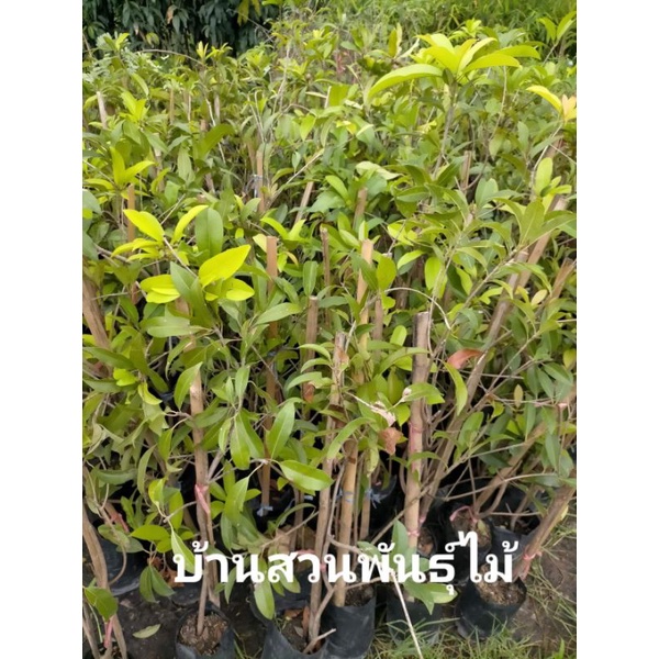 ต้นละมุด-พันธุ์ไข่ห่าน