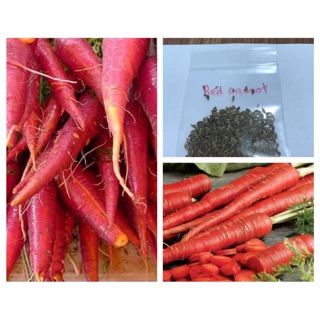 Atomic Red Carrot แครอทสีแดง ประมาณ600 เมล็ด