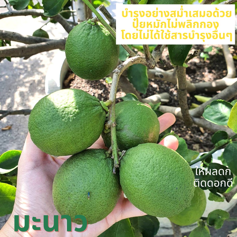 1-kg-ปุ๋ยอินทรีย์-ปุ๋ยหมักไม่พลิกกอง-ผลิตตามวิธีวิศวกรรมแม่โจ้-ปุ๋ยหมัก-เนื้อละเอียด-หากต้องการแยกถุงแจ้งได้ค่ะ