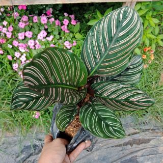 Flower Garden F188 คล้าเสน่ห์ขุนแผน Calathea Ornata เด่นเมตตามหานิยมมาก วาจาค้าขายสำเร็จผล ไม้มงคล ไม้ฟอกอากาศ