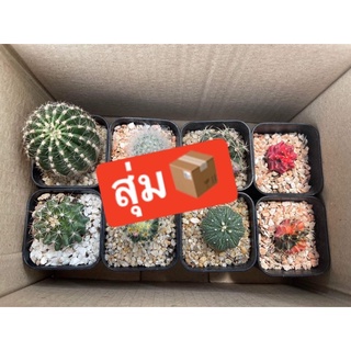 🌵❤️ กล่องสุ่มแคตัส 100จ้า สุดคุ้ม🌵💚💚รายละเอียดยุข้างล่างเลยครับ🌵❗❗โปรโมชั่น5แถม1❗🌵