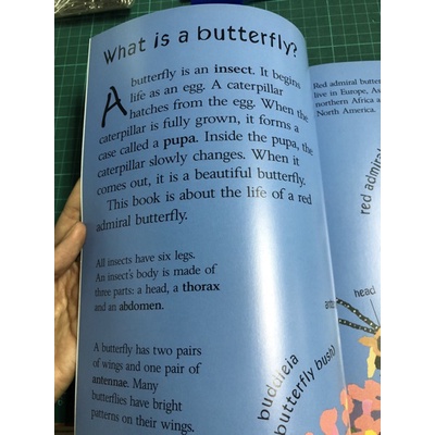 dktoday-หนังสือ-amaze-how-a-caterpillar-grows-into-a-butterfly