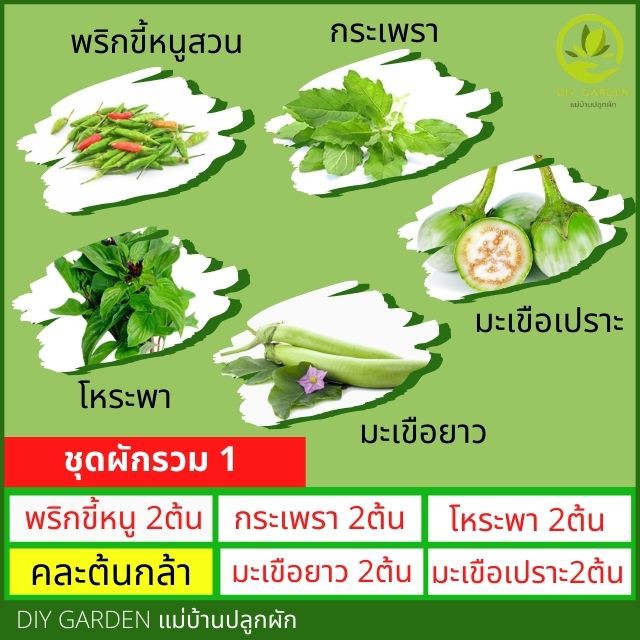 ชุด10แถม1-ต้นกล้าผักรวม-ปลูกผัก-ผักสวนครัว-ต้นกล้า-เมล็ดพันธุ์-เมล็ดพันธุ์ผัก-เมล็ดผัก-พร้อมส่ง-เก็บเงินปลายทาง