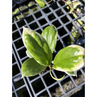 hoya incrassata albomarginata