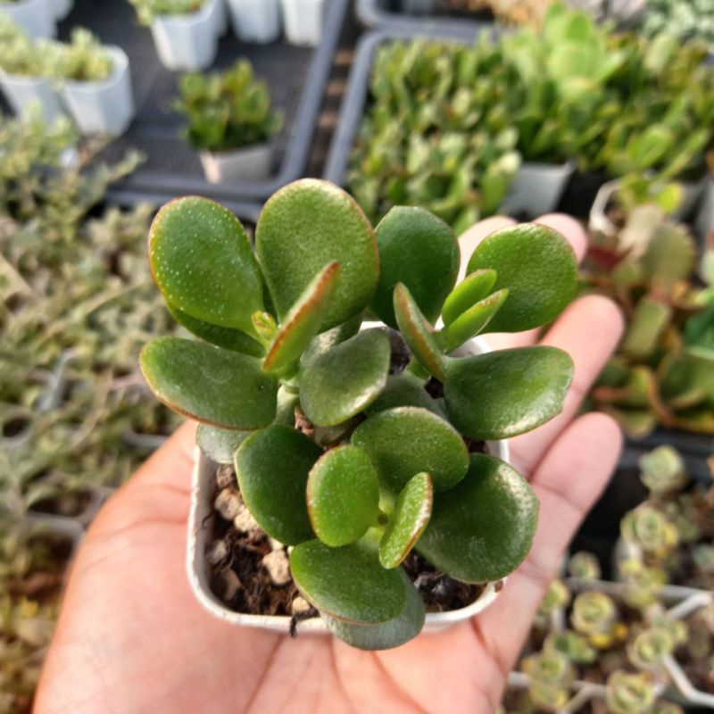 คลาสซูล่า-ต้นดูดทรัพย์-crassula-ovata-กระถางสองนิ้วส่งพร้อมกระถาง