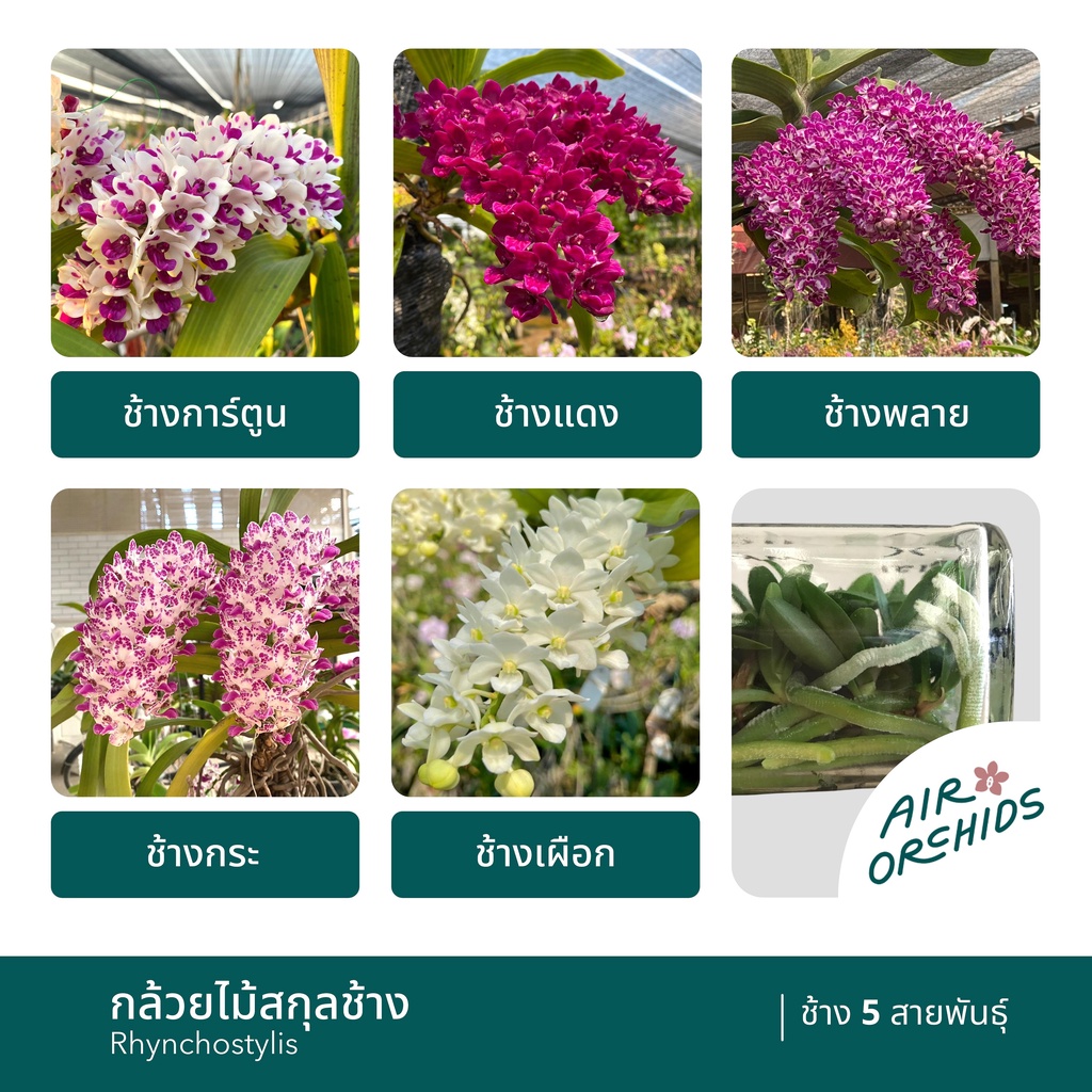 กล้วยไม้สกุลช้าง-rhynchostylis-คละสี-รุ่นไม่ติดดอก-พร้อมลวดแขวน