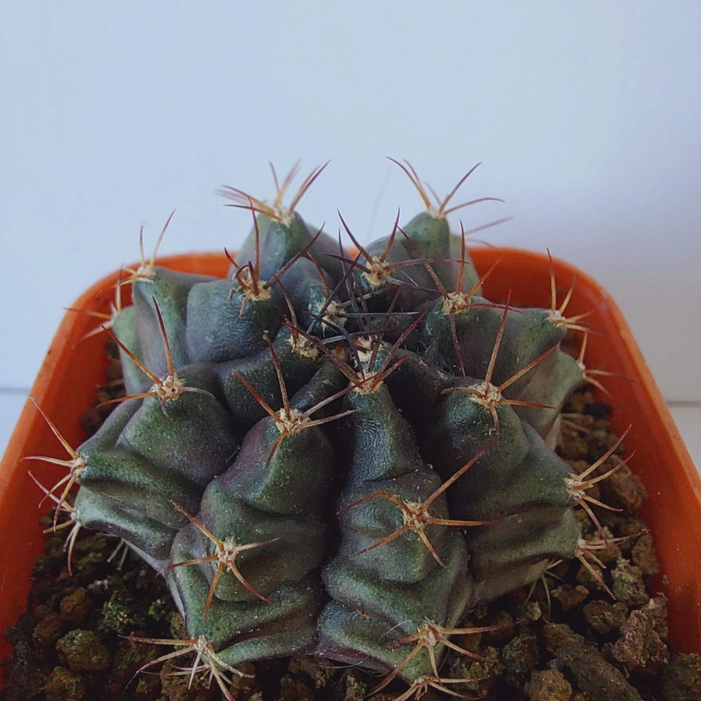 ยิมโน-กระบองเพชร-gymnocalycium-กระบองเพชร-แคคตัส